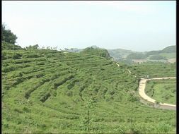 品味自然精華，探尋茶葉種植基地與農副產品銷售之旅