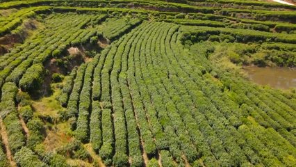 英山云霧茶榮獲國(guó)家地標(biāo)產(chǎn)品保護(hù)示范區(qū)授牌，助推茶葉產(chǎn)業(yè)高質(zhì)量發(fā)展