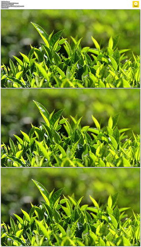 紅動(dòng)中國(guó) 茶葉種植園的視覺美學(xué)與設(shè)計(jì)素材全覽