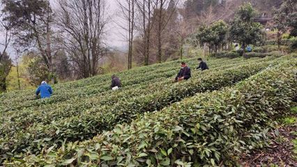 武當(dāng)太子坡 茶香漫山野，農(nóng)場(chǎng)帶富一方人
