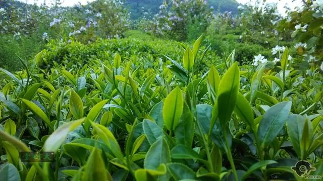 清遠(yuǎn)擎畫茶業(yè)藍(lán)圖 英德紅茶劍指“中國(guó)紅茶第一品牌”，百萬畝產(chǎn)區(qū)蓄勢(shì)待發(fā)